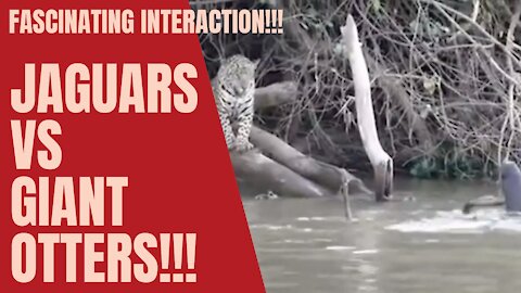 [Fascinating] interaction between Jaguars and Giant Otters!!!