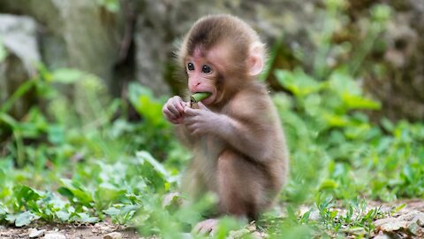 A man Presents a Banana To a Flawless Monkey