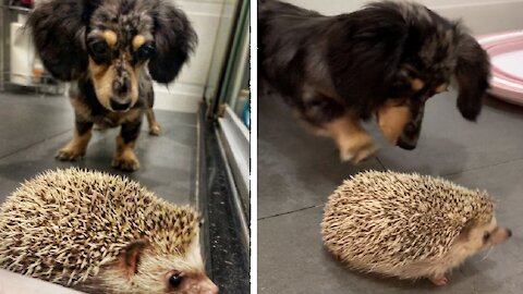 Frank the Wiener dog curiously meets new hedgehog brother
