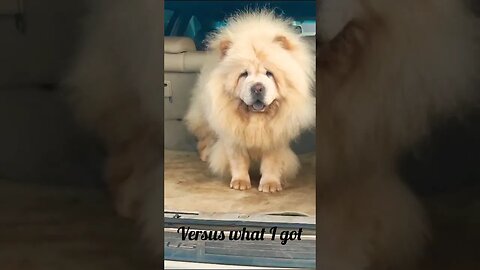 What I ordered vs What I got (chow chow edition) #doglover #chowchow #cute #shorts #viral