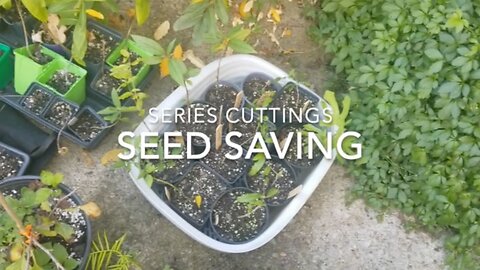 Cuttings From Mature Trees