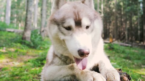 The Funniest and Cutest Husky | Funny Pet Videos