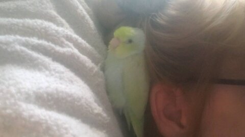 Parrotlet Snuggles