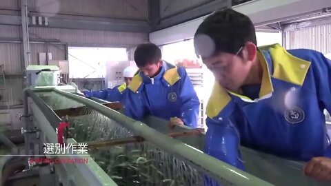 How Japanese Farming Million of Eel and Harvesting Them