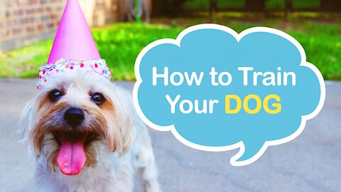 Brain Training for Dogs is a one-of-a-kind dog training program!