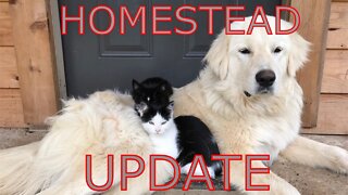 Homestead Update