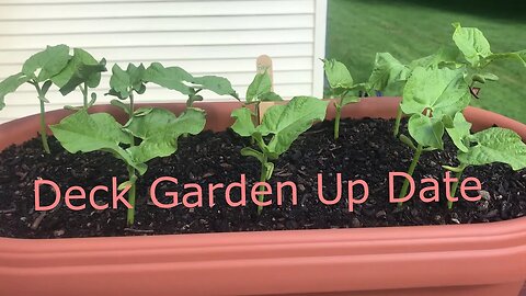 June 13 Deck Garden Up Date