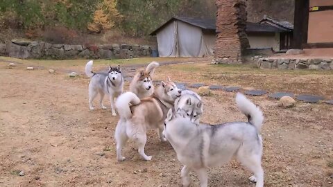 Huskies having fun with their friends.