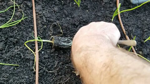 Over Winter Onion Planting - Spacing Out Plants