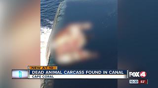 Decapitated animal found in Cape Coral canal