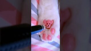 Drawing A Bear On Cat Paws