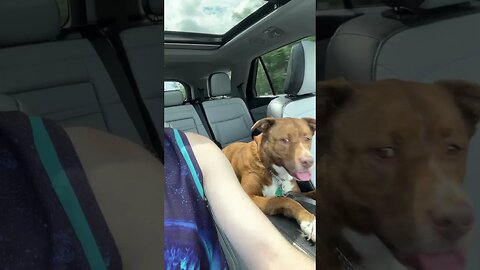 Doggo car rides