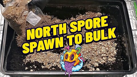 North Spore Boomr Bag Spawn To Bulk | Boomr Kit EP2