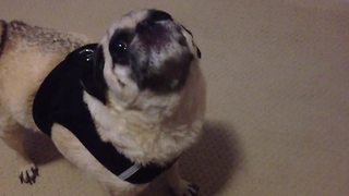 "Pug Dog Howls When Told That He Is Going to The Beach"