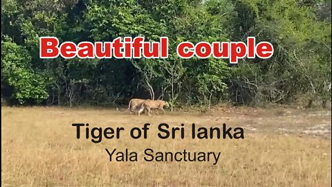 Tiger of Sri Lanka. Yala Sanctuary.