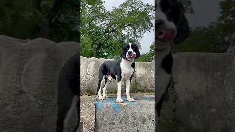 Dogs, Dogsvideos 59