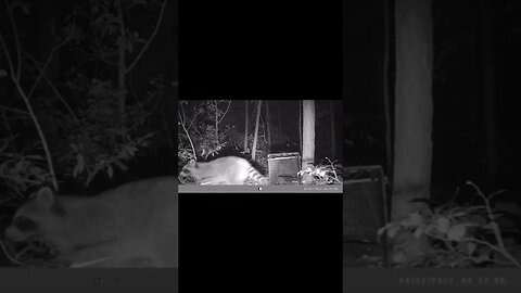When you have been spotted!! #infantryoutdoors #trapping #trailcamera