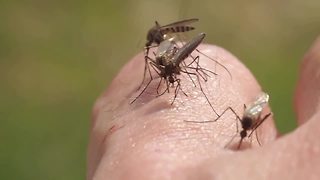 West Nile cases high in Douglas County
