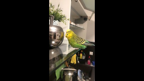 Budgie is singing