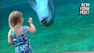 Dolphin chats with little girl: 'He's talking to you!'