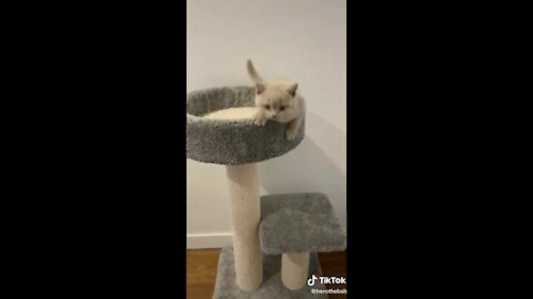 Funny Cats 2021 - Part 1