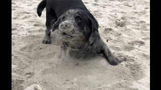 Labrador break dancing in the sand