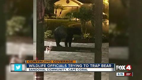 FWC sets trap for community bear