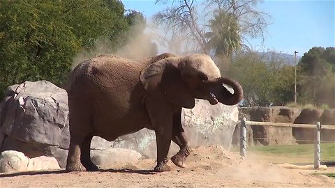 Pregnant elephant short clip