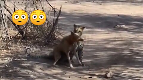 Leopard Hunting a Dog In a Jungle