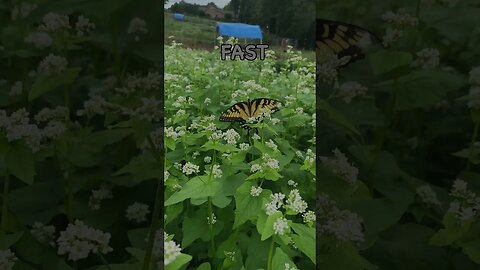 Is Buckwheat Good in a Cover Crop Mix #covercrops #regenerativeagriculture #soilhealth