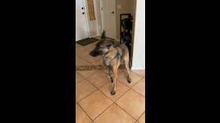 Belgian Malinois excited