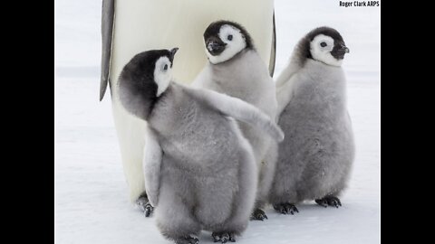 Baby Penguin Tries To Make Friends