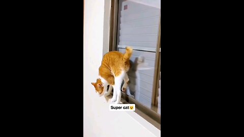 Super Cat moments 🐱🐈