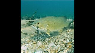 a smallmouth bass bed