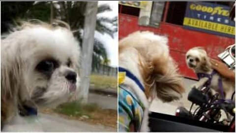 Epic mid-road barking battle between dogs