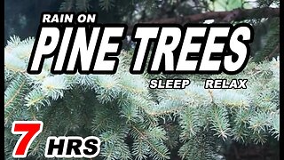 RAIN ON PINE TREES for 7 Hours