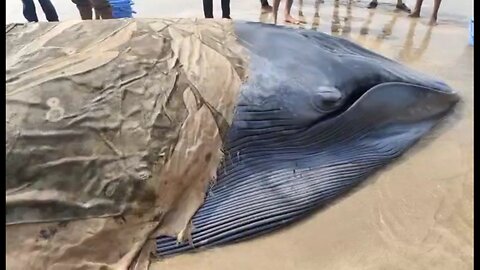 Rescuing blue whale's baby 🤞🏻