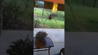 Creepy spider on my back porch window