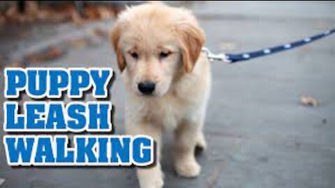 Anyone can do | Teach ANY dog to walk nice on the leash
