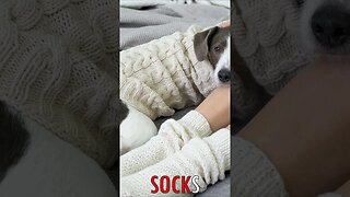 🧦 #SOCKS - Cozy Bedtime Moments: Knit Socks and a Dog in a Cozy Sweater, Embracing Restful Bliss 🦵🏻