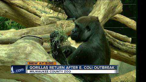 Gorillas return to enclosure after E. coli outbreak