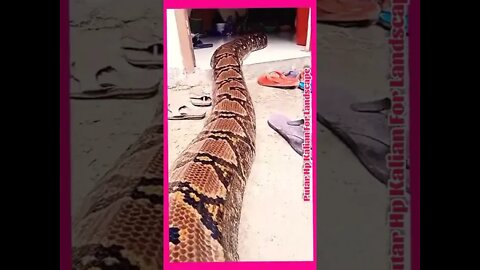 Biggest Python In The World / Ular Piton Terbesar Di Dunia 01 - AnimalLover #shorts #shortsvideo