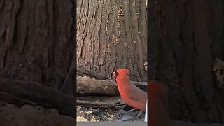 Beautiful 😍male cardinal🐦peeking 👀around, lookin` 👀good #cute #funny #animal #nature #wildlife #farm