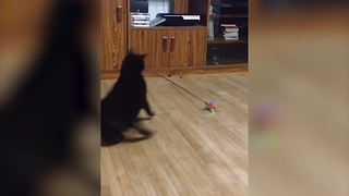 Precious Feline Plays With A Feather Toy