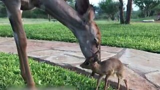 Solidarité animale: une antilope adopte un orphelin