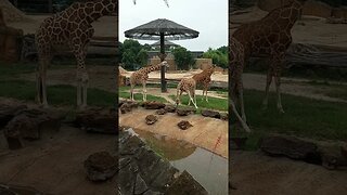 GIRAFFES HANGING AROUND