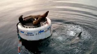 Territorial sea lion shows who's boss