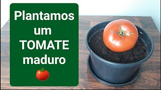 Plantando Tomate maduro. Como fazer muda de tomate. Como fazer. Plantação. Plantas. Horta. Orgânico