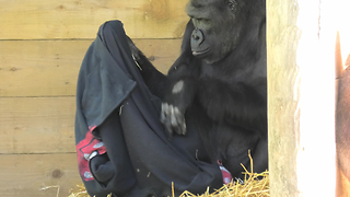 Gorilla Tries To Figure Out How To Wear T-Shirt