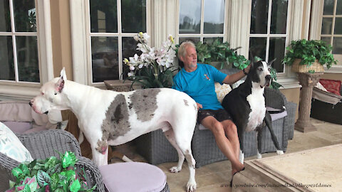 Laid Back Great Danes Love To Watch Florida Thunderstorm